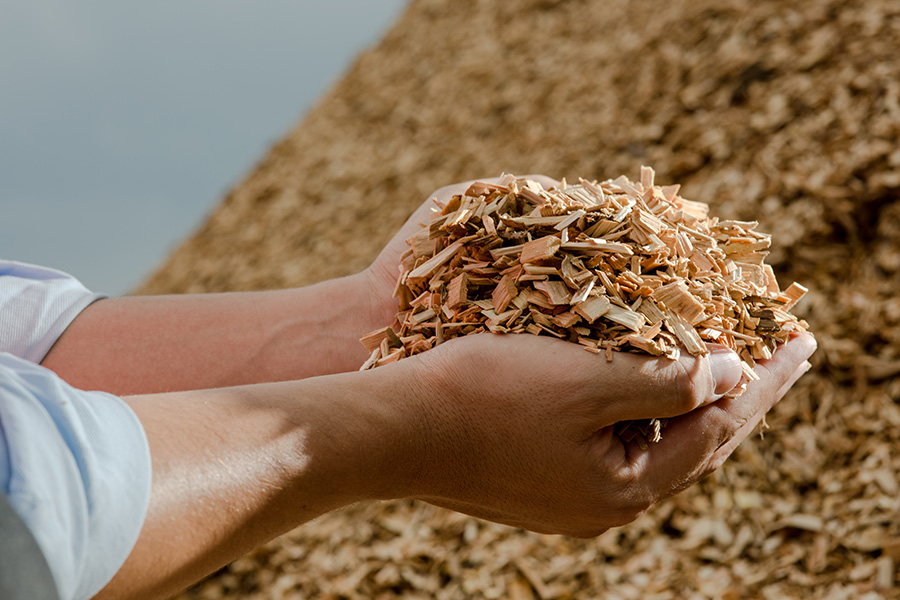 Wood and wood waste used as a biomass energy source.